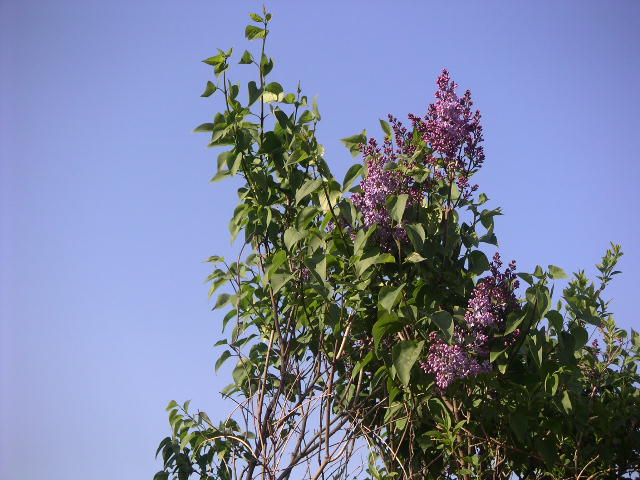 lilacs in the breeze